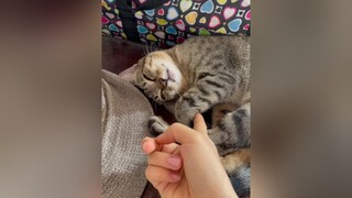 Bực con sen thật sự, đang ngủ ngon cơm nước cái gì 😆meow meocute fyp