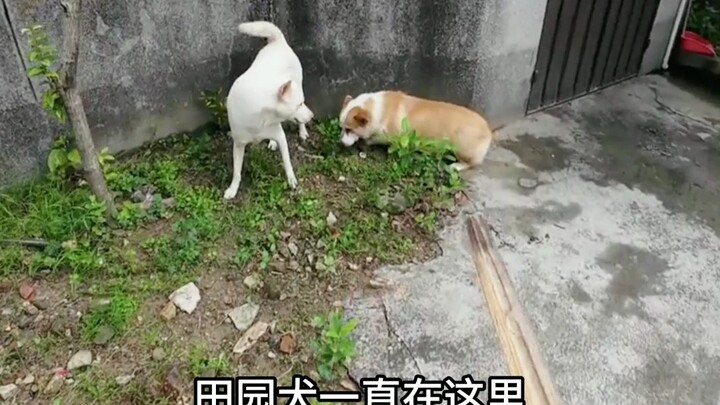 Si Corgi Kecil, Gak Nyangka Kamu Anjing Seperti Ini!