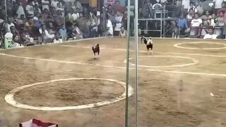 Double Black Win