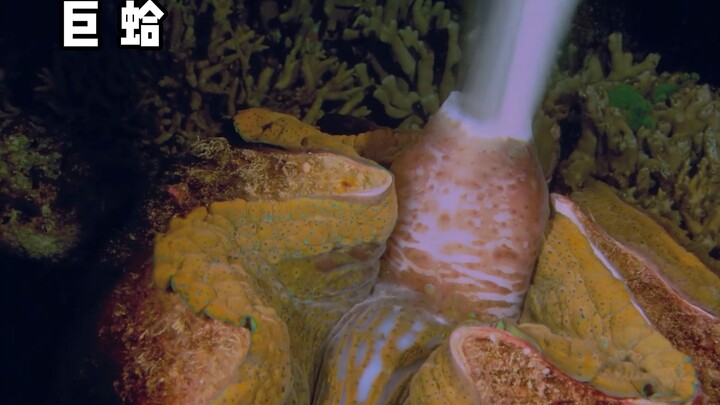 “共生不一定是两情相愿，也有可能是被迫营业”