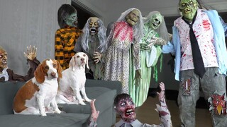 Dog vs Zombie Apocalypse เล่นตลก! Funny Dogs Maymo และ Pot Pie Battle แกล้งซอมบี้ในวันฮัลโลวีน