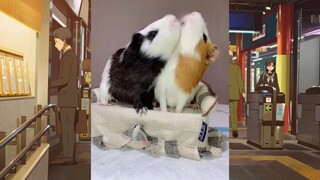 สัตว์ตลก_cut 286