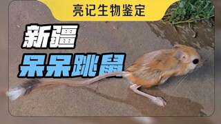 Jerboa yang tercengang dan landak bertelinga besar dari gurun Xinjiang