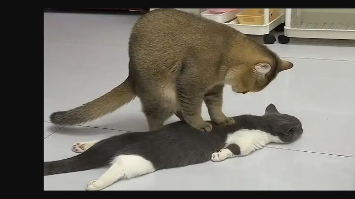 “I’m really going to die laughing at these silly cats!”