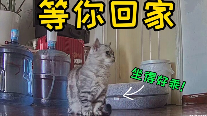 留守猫能有多想主人？门口一有响动，就坐乖乖等你了...