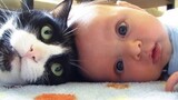 Cute Cat Playing with Baby -  Best of Cute Cats Love Babies Compilation