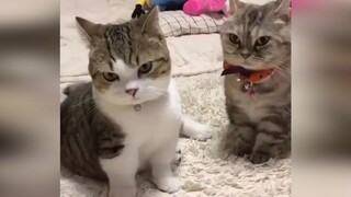 [Hewan]Momen lucu kucing dan anjing sehari-hari|<恋爱サーキュレーション>