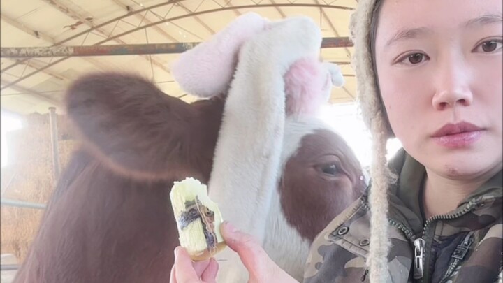 Niu Niu chews on a sugarcane with the peel on, then sneaks a spit behind its owner! Caught red-hande