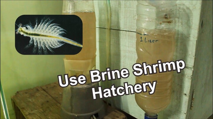 How To Hatch Brine Shrimp Eggs Using DIY Hatchery