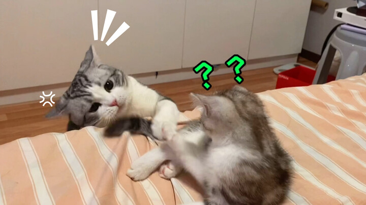 Binatang|Sifat Posesif Kucing