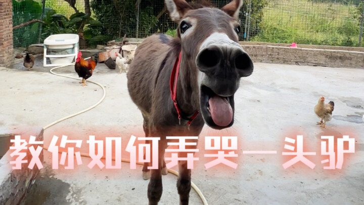 How to Make a Donkey Cry
