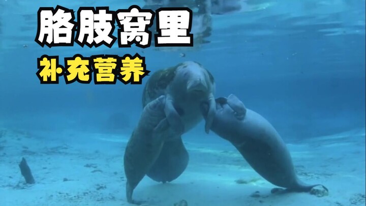 ลูกวอลรัสตัวน้อยที่เติมสารอาหารในรักแร้!