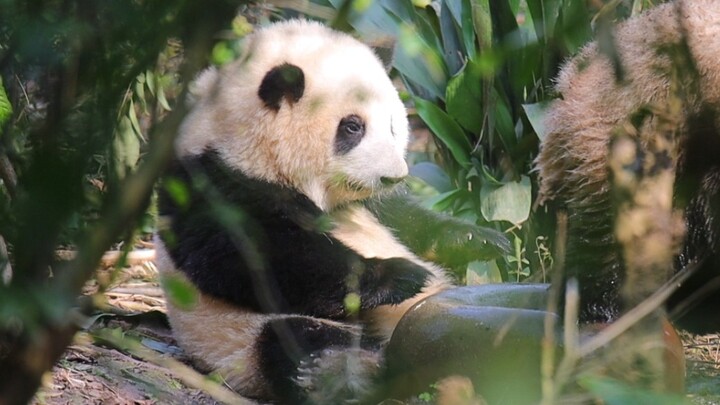 Sis Fa: I9, do you have any manners? Can’t you see this fairy is drinking water? [Giant Panda Hehua 