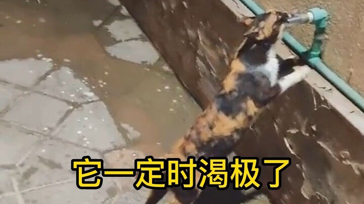 Nó hẳn là khát đến cùng cực nên mới biết rõ mình không thể vặn được vòi nước, vậy mà vẫn cứ liếm mãi