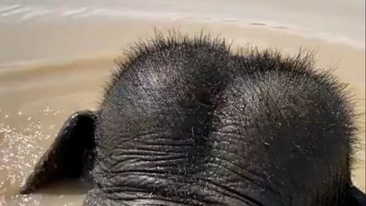 Riding an elephant across the river, with a dented head…