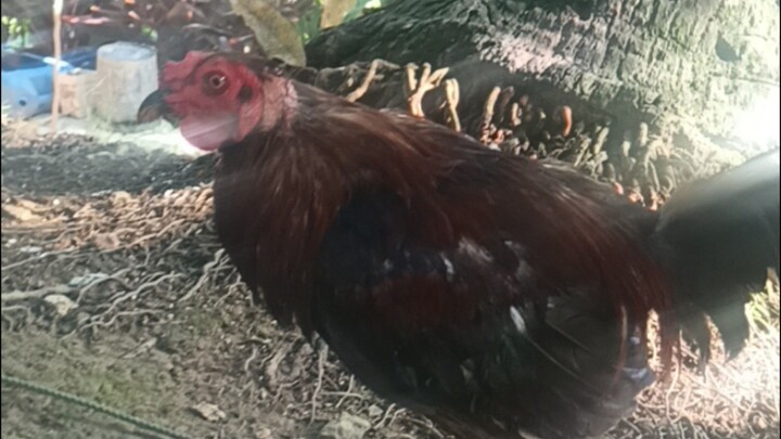 Alimbuyugin (Win) 2x winner na.