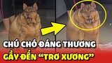 Hình ảnh "GẦY TRƠ XƯƠNG" của chú chó ĐÁNG THƯƠNG trong cửa hàng tạp hóa 😂 | Yêu Lu
