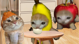 点关注给香蕉猫充饭卡
