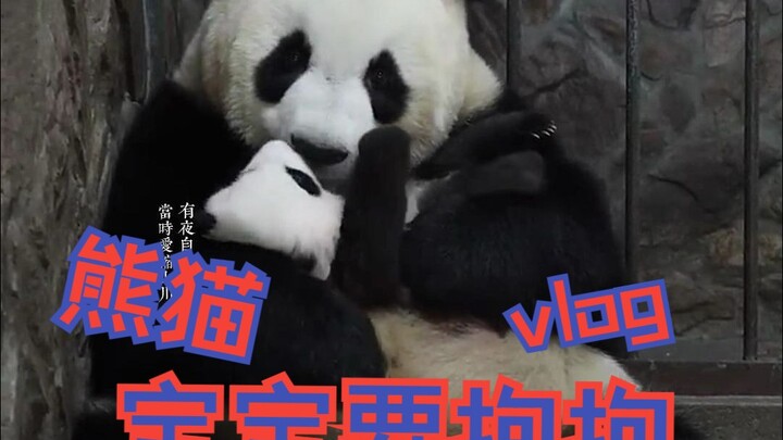 Bé gấu trúc muốn được ôm ôm