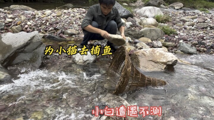 Vì mèo con mà đi câu cá, thu được 7 con cá nhỏ hoang dã ở suối, nhưng lại đau đớn mất đi chú chó cưn