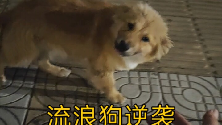 Sikap dan ekspresi si kecil anjing tak pernah bohong. Aku menyelamatkannya sesaat, dan seumur hidupn