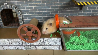 ภารกิจของหนูแฮมสเตอร์ EP 191