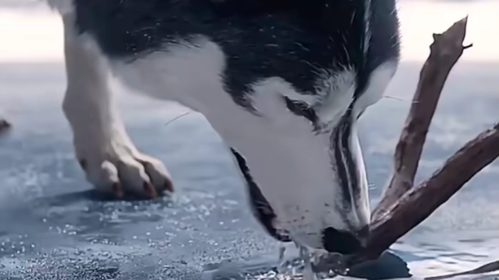 The Call of the Wild: A Saint Bernard wins the pack over with kindness and ultimately becomes the le