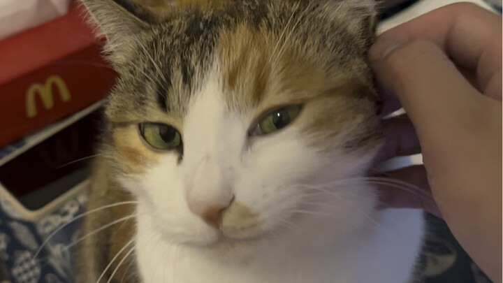 I’m craving catnip—let me pet it, let me pet it!