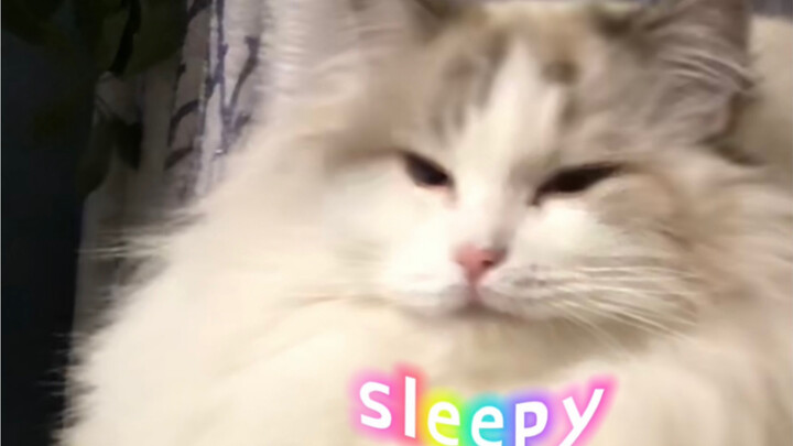 “The Cat Has a Whole Set of Ways to Lull You to Sleep”