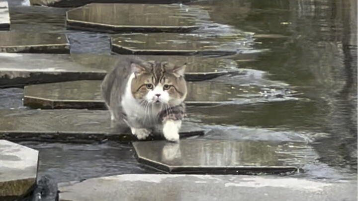 Little kitty, why aren’t you happy?