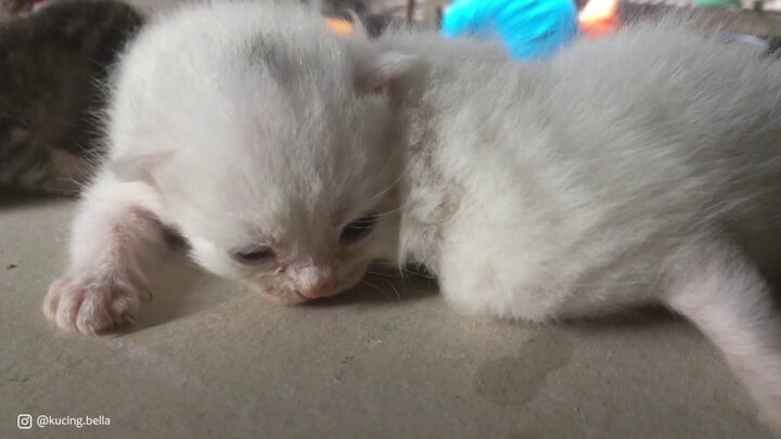Bayi Kucing Persia Umur 10 Hari. Anak Kucing Persia Mix Kampung.