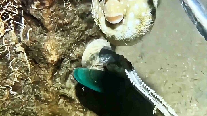 The seabed is not only beautiful, but also full of joy~