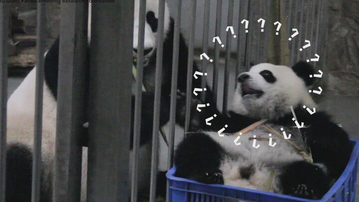 [Panda] Mom's choice