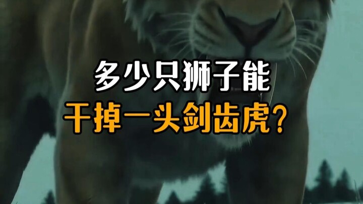 How many lions would it take to take down a saber-toothed tiger?