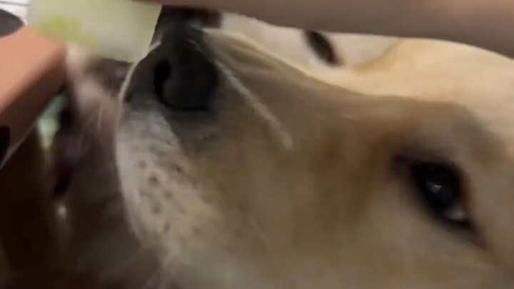 أكل خضروات مسلوقة، كلاكما تشعر بالشهية