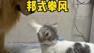 Akhirnya aku tahu kenapa kucing di rumahku sangat suka menggigit anjing...