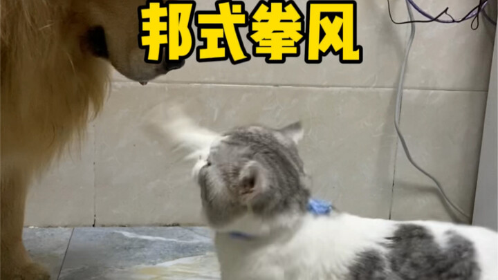 I finally understand why my cat loves teasing dogs so much...