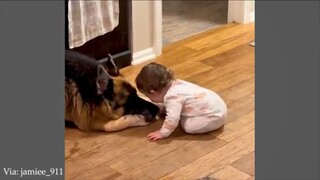 When The Huge German Shepherd Gives All His Softness To The Baby