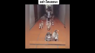 เอาไปเลี้ยงที่บ้านคงเหลือแต่เสาแน่ๆชุดนีี