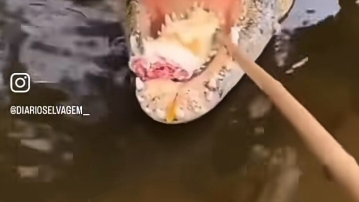 Cruel Behaviors of Animals