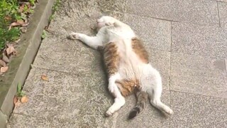 Cats are alert when they sleep...
