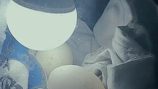 Quality hen pual park grey