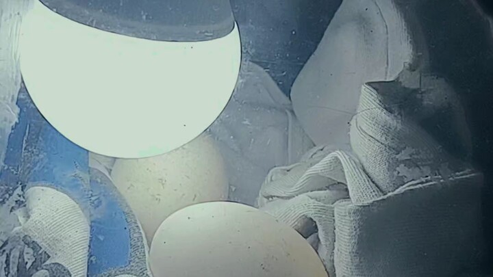 Quality hen pual park grey