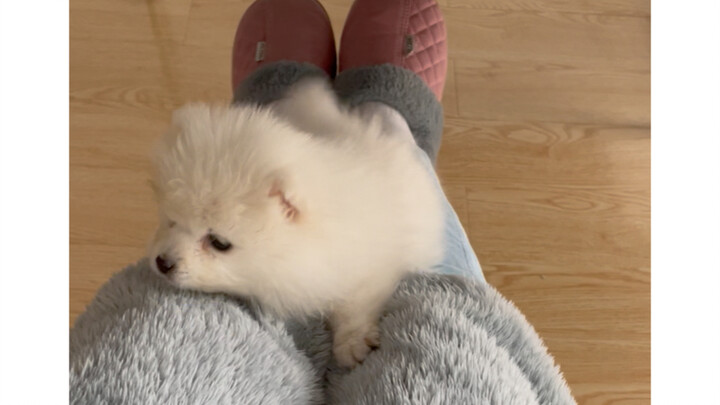 Chú cún con đã cố hết sức để được chị gái bế.