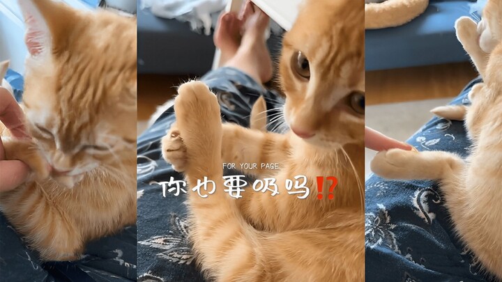 أنا أيضاً بدي أمصّ قدمي القط البرتقالي الصغير!!!