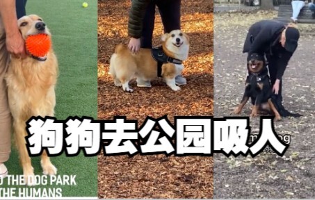 Beberapa anak anjing pergi ke taman hanya untuk 'ngadem' sama orang-orang!