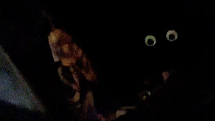 Have you ever seen a black cat with eyes on the top of its head?