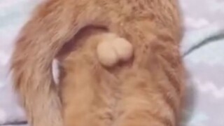 [Video Lucu Anjing] Kamu Sudah Tumbuh Besar?