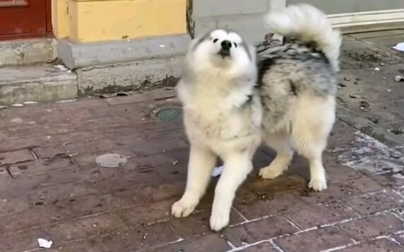 This roasted dog that has been twisted into a doughnut shape can obviously be touched.