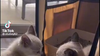 Funny Cat Moment